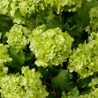 Alternate view of Bouquet Of Hydrangeas Snowball Green Real Touch 36 Pcs in lime green and chartreuse.